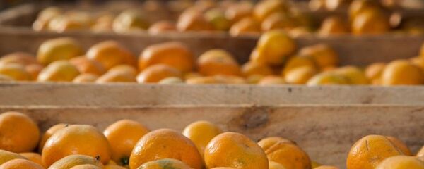 მანდარინები - Sputnik საქართველო