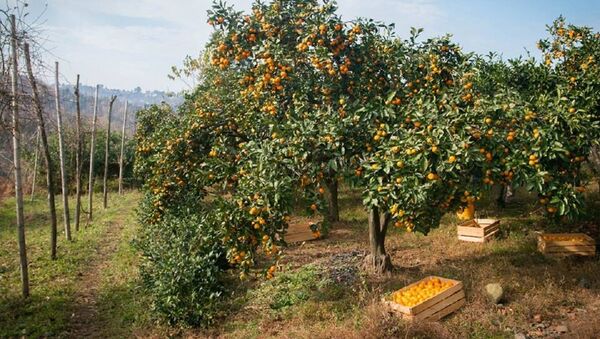 Плантация мандариновых деревьев - Sputnik Грузия