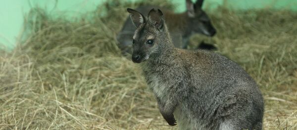 Кенгуру - Sputnik Грузия