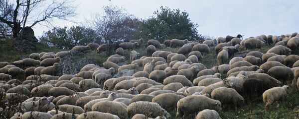 ცხვრის ფარა ცხვრის ფარა - Sputnik საქართველო