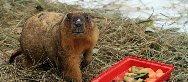 День Сурка  - Sputnik Грузия