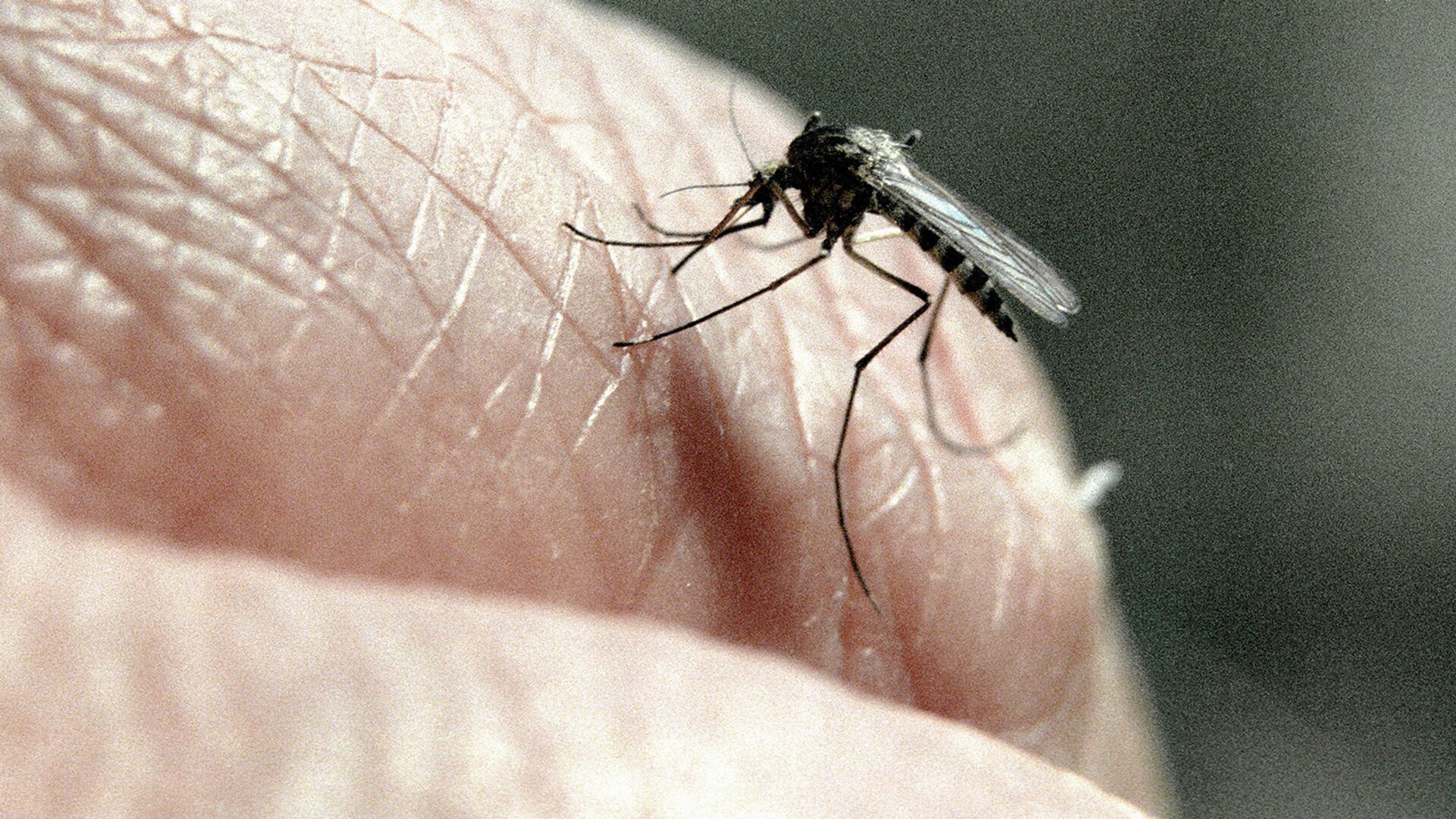Кровососущий комар - Sputnik Грузия, 1920, 30.08.2021