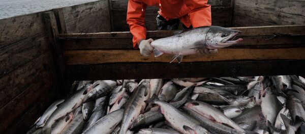 Ловля лосося - Sputnik Грузия