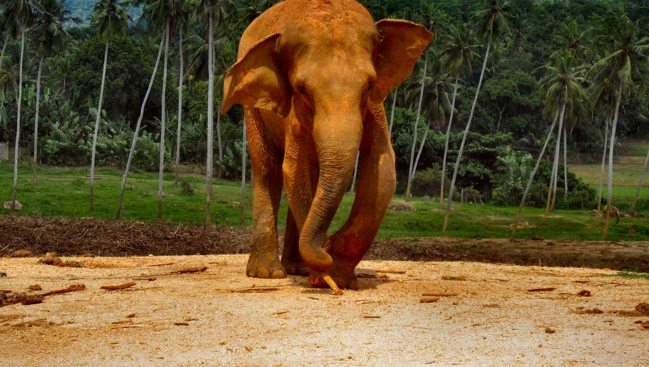 Слоны в шри ланке