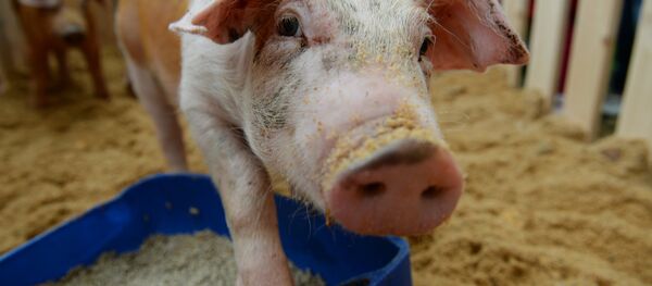 Поросенок - Sputnik Грузия