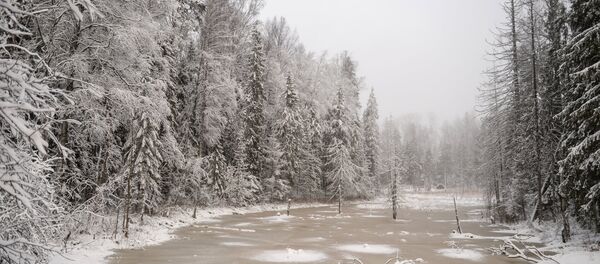 Болото зимой - Sputnik Грузия