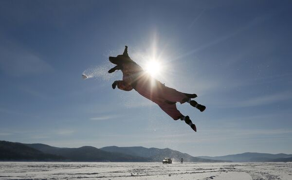 Лабрадор ловит снежок, играя с хозяином на замерзшей поверхности реки Енисей, близ Красноярска, Россия. В момент, когда был сделан снимок, температура воздуха там составляла -20 градусов. - Sputnik Грузия