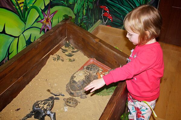 Девочка играет с черепахами. - Sputnik Грузия