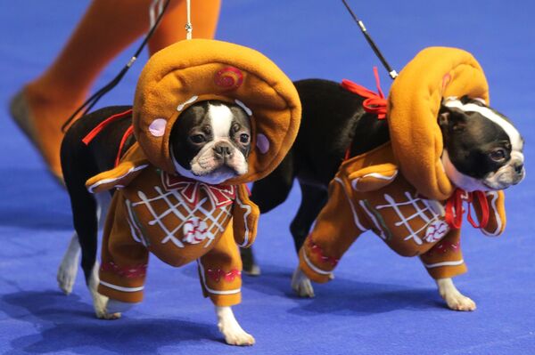 Французские бульдоги на прогулке - Sputnik Грузия