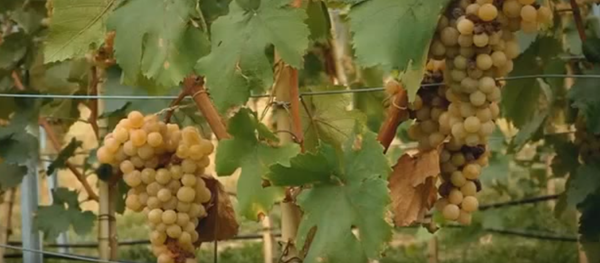 ყურძენი - Sputnik საქართველო