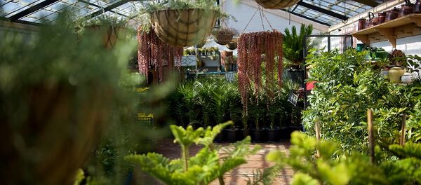 Цветы для хорошего настроения - в первый день весны - Sputnik Грузия