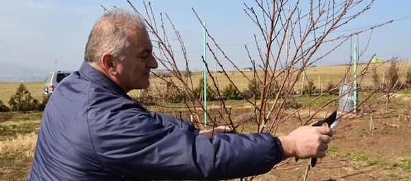 სწავლული აგრონომი თენგიზ კუტალია სწავლული აგრონომი თენგიზ კუტალია - Sputnik საქართველო