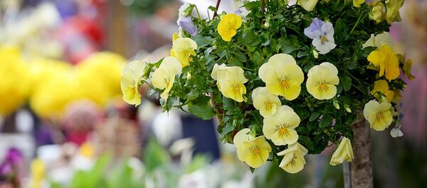 Цветочный базар - Sputnik Грузия