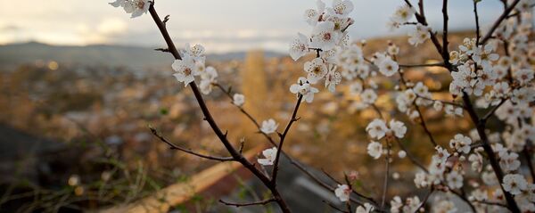 აყვავებული ხე აყვავებული ხე - Sputnik საქართველო