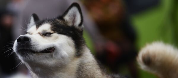 Собаки породы Хаски на международной выставке собак - Sputnik Грузия