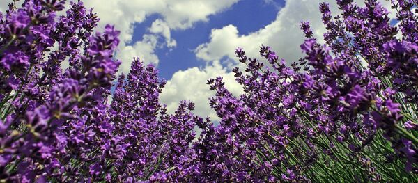 ლავანდის ველი - Sputnik საქართველო