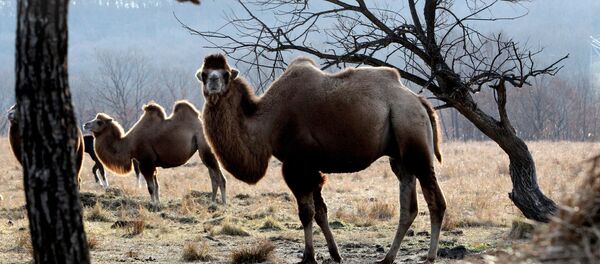 აქლემები - Sputnik საქართველო