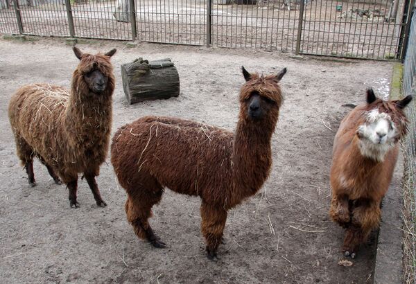 Отправка из Рижского зоопарка верблюдов и лам в Тбилисский зоопарк - Sputnik Грузия