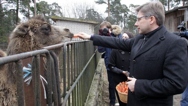 Мэр Риги Нил Ушаков кормит верблюда Вилли перед отправкой в Тбилиси - Sputnik Грузия