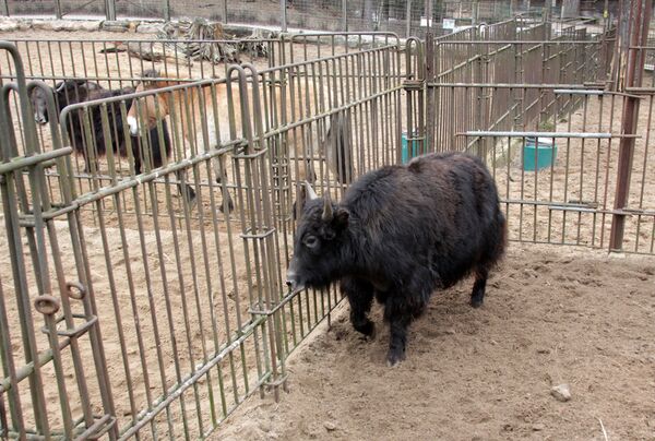 Як Пуполс перед поездкой Рига-Тбилиси - Sputnik Грузия