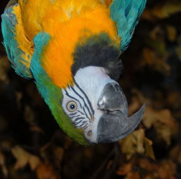 Попугай арараун перед поездкой в Тбилиси - Sputnik Грузия