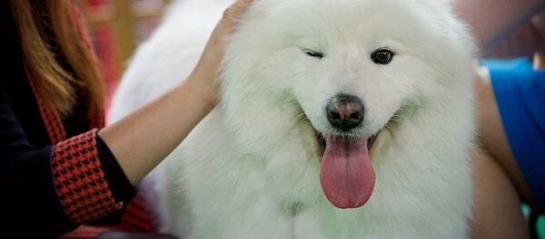 წელს პირველად ძაღლების საერთაშორისო გამოფენა თებერვლის ნაცვლად, მარტში გაიმართა. მიმდინარე წელს ძაღლების შვიდი გამოფენის გამართვაა დაგეგმილი, რომლის ორგანიზატორიც საქართველოს კინოლოგიური ფედერაციაა. წელს პირველად ძაღლების საერთაშორისო გამოფენა თებერვლის ნაცვლად, მარტში გაიმართა. მიმდინარე წელს ძაღლების შვიდი გამოფენის გამართვაა დაგეგმილი, რომლის ორგანიზატორიც საქართველოს კინოლოგიური ფედერაციაა. - Sputnik საქართველო