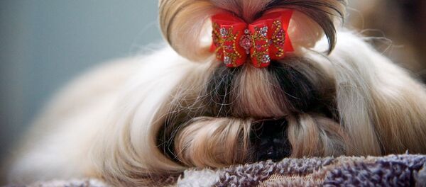 Международная выставка собак - Sputnik Грузия