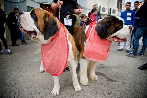 სენბერნარებიც ძაღლების საერთაშორსიო გამოფენაზე მონაწილეობის მისაღებად რუსეთიდან ჩამოიყვანეს. - Sputnik საქართველო