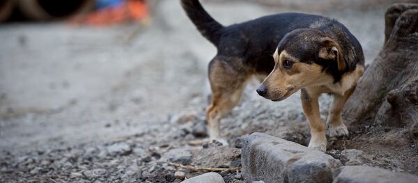 მიუსაფარი ძაღლი - Sputnik საქართველო