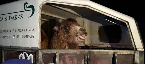 აქლემი ვილი თბილისში ჩამოვიდა აქლემი ვილი თბილისში ჩამოვიდა - Sputnik საქართველო