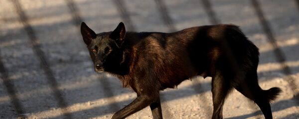 უპატრონო ძაღლი უპატრონო ძაღლი - Sputnik საქართველო