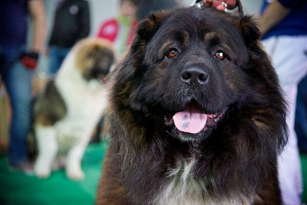 История породы кавказской овчарки насчитывает более двух тысяч лет. - Sputnik Грузия