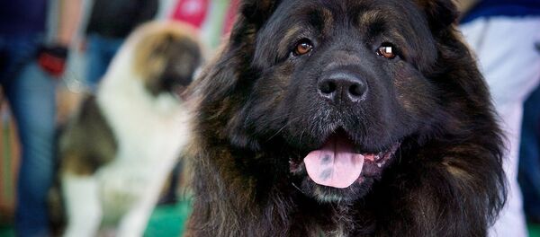 კავკასიური ნაგაზის არსებობის ისტორია ორი ათასზე მეტ წელს ითვლის. კავკასიური ნაგაზის არსებობის ისტორია ორი ათასზე მეტ წელს ითვლის. - Sputnik საქართველო