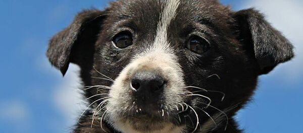 Бродячая собака - Sputnik Грузия