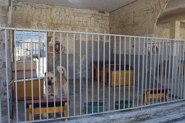 Новые благоустроенные вольеры для собак в приюте Тамаза Элизбарашвили. - Sputnik Грузия