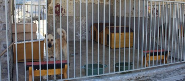 თამაზ ელიზბარაშვილის ძაღლების თავშესაფარი - Sputnik საქართველო