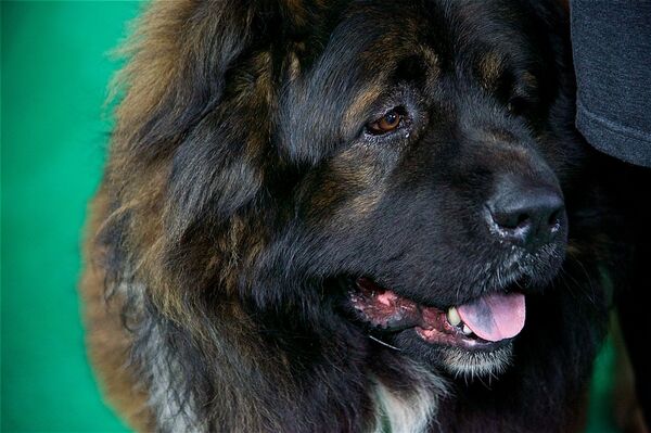 Кавказская овчарка - на выставке Tarti 2016 - Sputnik Грузия