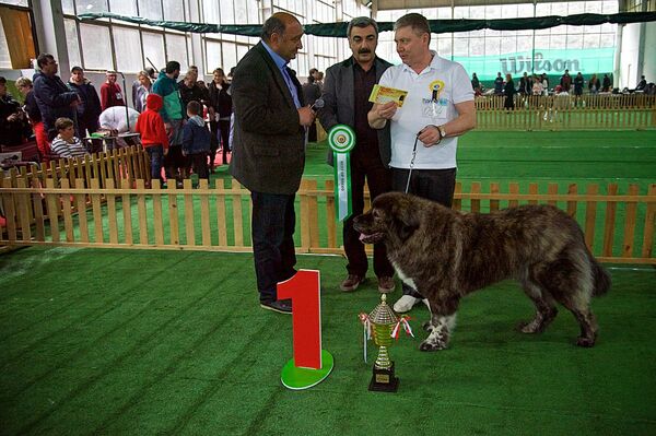 На монопородной выставке собак Tarti 2016, день кавказских овчарок - Sputnik Грузия