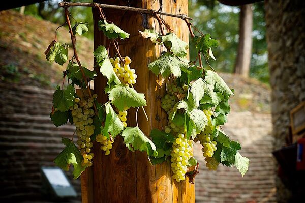 Виноградная лоза - Sputnik Грузия