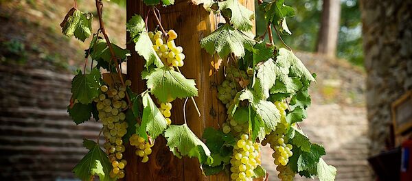 ყურძენი - Sputnik საქართველო