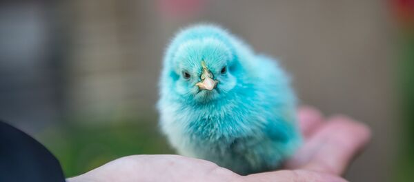 Раскрашенные к пасхе птенцы - Sputnik Грузия