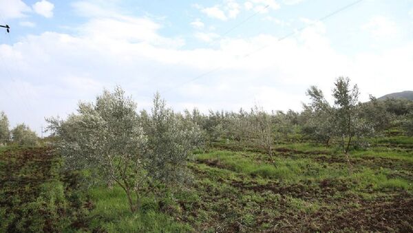 Оливковая плантация в Кахети - Sputnik Грузия