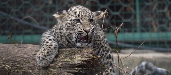 Центр разведения и реабилитации леопарда в Сочи - Sputnik Грузия