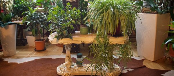 პატრიარქის ორანჟერეა პატრიარქის ორანჟერეა - Sputnik საქართველო