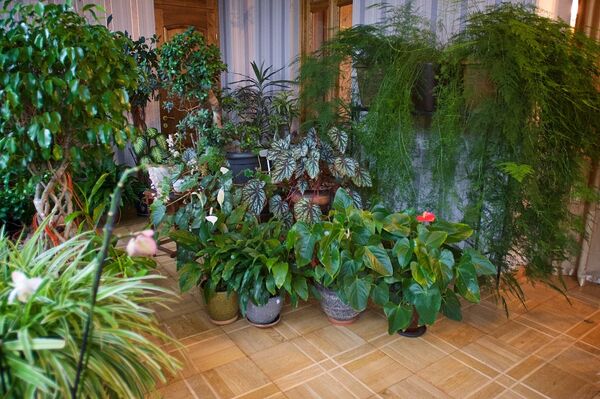 Цветы в оранжерее Патриарха Грузии - Sputnik Грузия