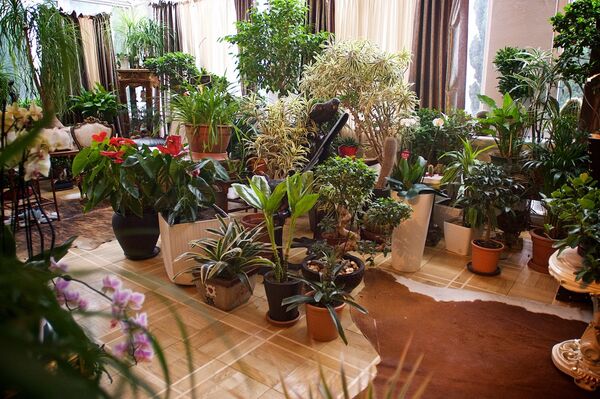 Цветы в оранжерее Патриарха Грузии - Sputnik Грузия