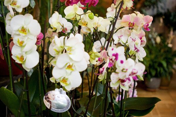 Цветы в оранжерее Патриарха Грузии - Sputnik Грузия