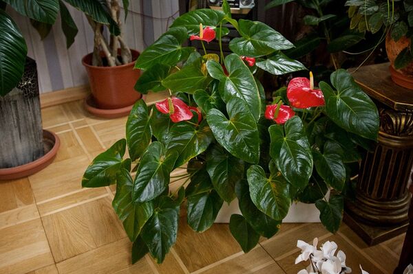 Цветы в оранжерее Патриарха Грузии - Sputnik Грузия