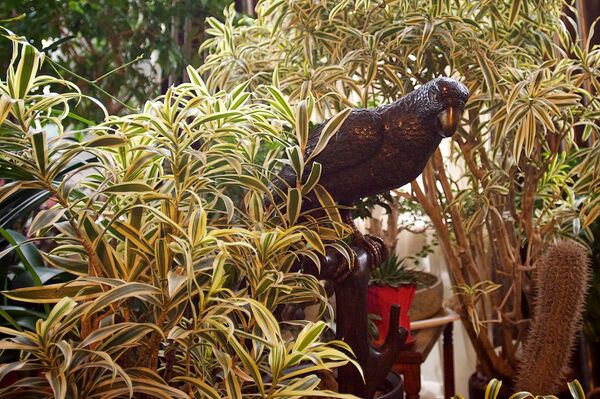 Цветы в оранжерее Патриарха Грузии - Sputnik Грузия