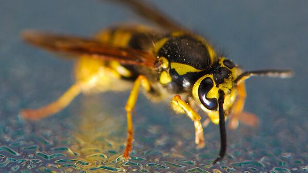 ბზიკი - Sputnik საქართველო